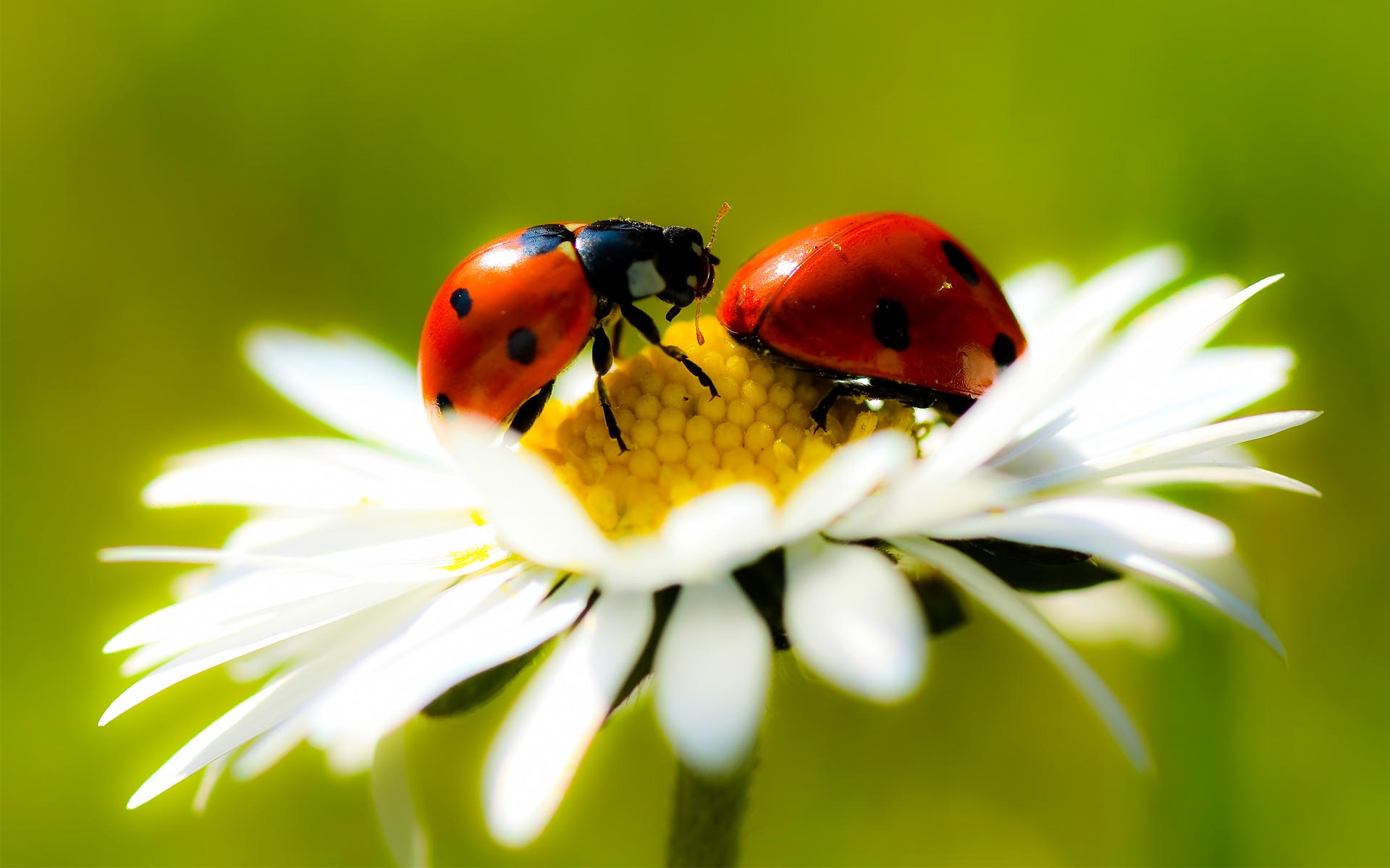 ladybugs_on_flower.jpeg